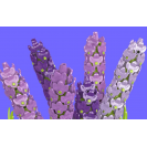 Mould King 24112 Fialky