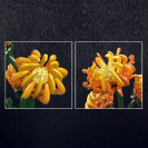 Mould King 24118 Stavebnice kvetoucích rostlin – Chryzantéma