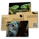 Betexa LotoTrio Zvířátka v ZOO 2